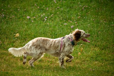 Köpek parkta koşuyor.