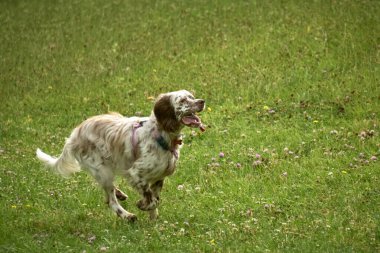 Yeşil çayırda koşan köpek