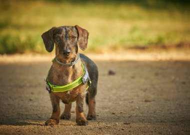 Tasmalı dachshund köpeği