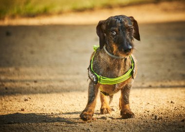 Çok güzel bir köpek yavrusu portresi