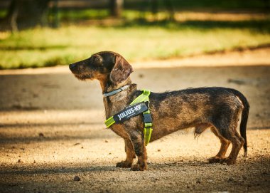 Tatlı dachshund köpeği portresi