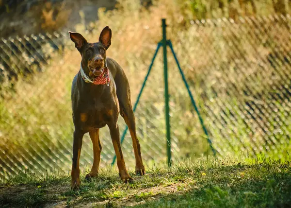 dog with a red collar in the park