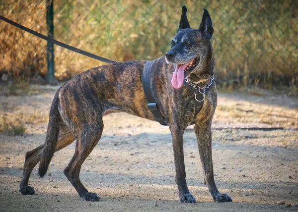 Köpek teriyeri portresi. Köpek cinsi.