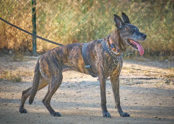 Yolda yürürken köpek çiftleşen boğa teriyeri