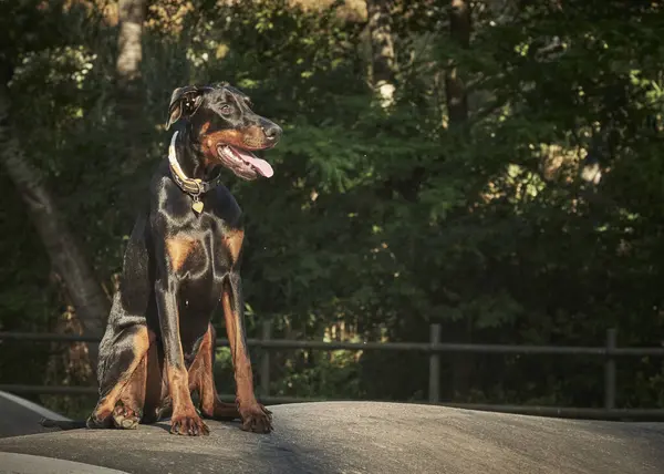 Köpek yetiştiricisi Doberman yolda.
