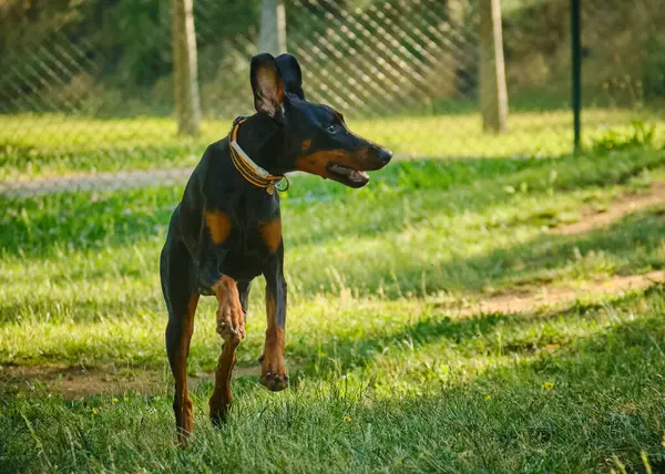 Köpek, yeşil çimlerin üzerinde Alman çoban köpeği yetiştirir.