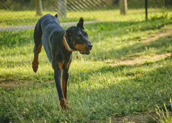 Siyah köpek doberman tarlada