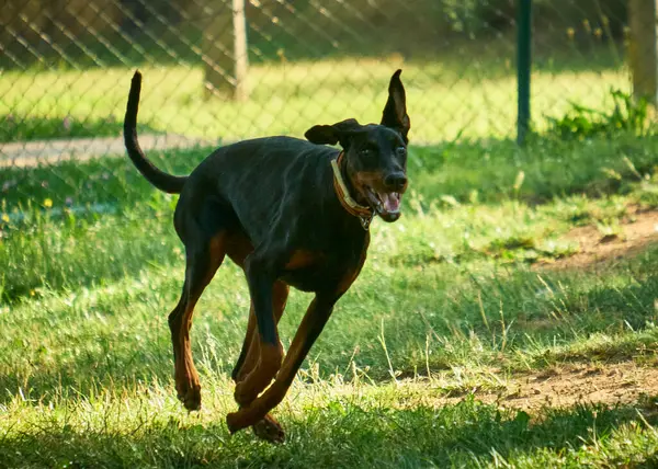 Kara köpek çayırda koşuyor. Parkta yaz günü