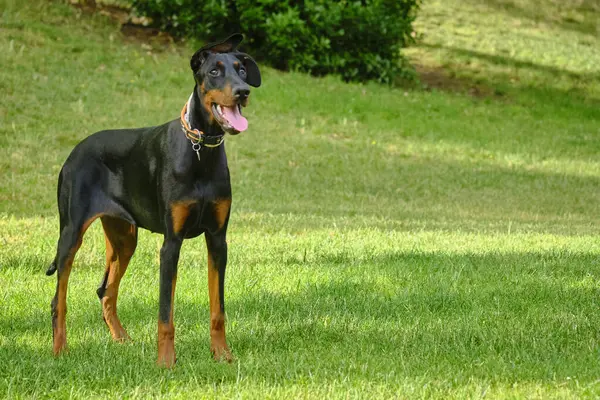 Amerikan Teriyer Köpeğinin Portresi