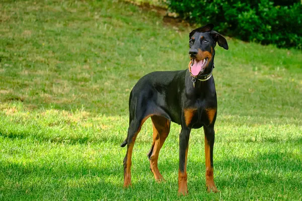 Güzel siyah beyaz köpek.