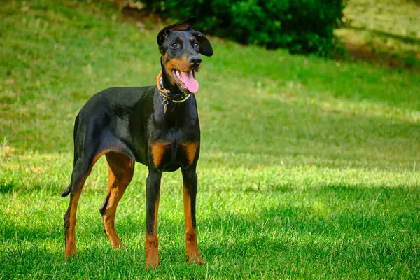 Çimlerin üzerinde yetişkin siyah bir dachshund köpeği portresi