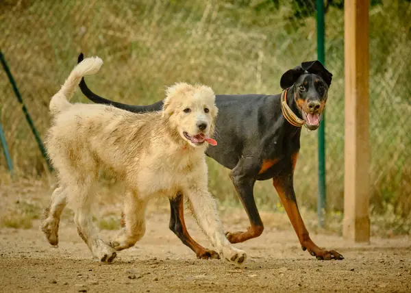 Köpek tarlada koşuyor.