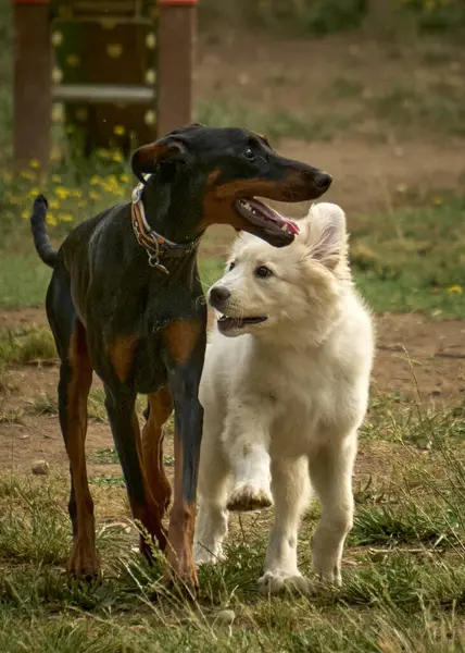 Parkta birlikte oynayan iki köpek.