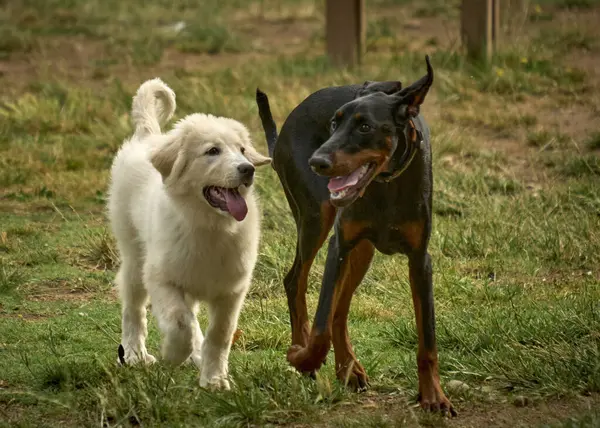 Bir köpeğin portresi.