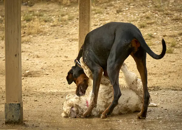 Sahada oynayan iki köpek.
