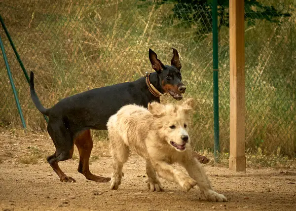 Parkta oynayan köpekler