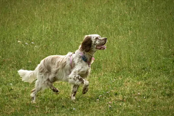 Şirin kahverengi cocker spanyel koşuyor