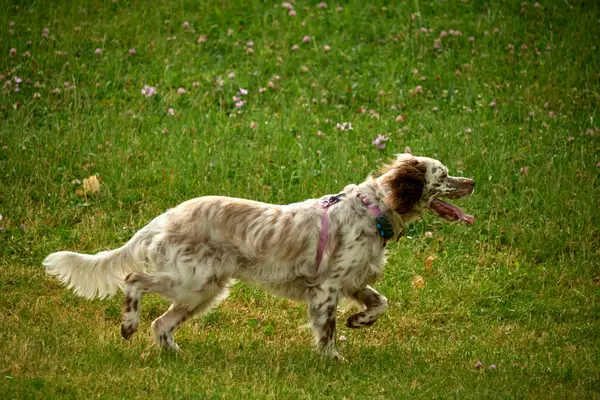 Köpek parkta koşuyor.