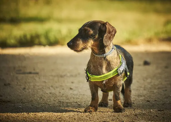 Parkta köpek dachshund yetiştirir. Yazın köpek.