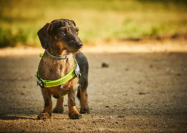 Tatlı dachshund köpeği portresi