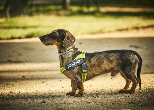 Tatlı dachshund köpeği portresi