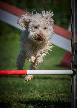 Köpek çeviklik alıştırması yapıyor. Rekabet. Spor malzemeleri.