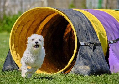 Köpek çeviklik alıştırması yapıyor. Rekabet. Spor malzemeleri.