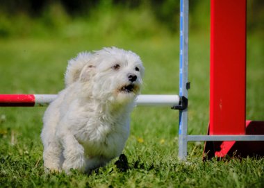 Köpek çeviklik alıştırması yapıyor. Rekabet. Spor malzemeleri.
