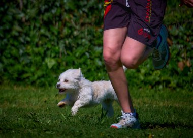 Köpek çeviklik alıştırması yapıyor. Rekabet. Spor malzemeleri.