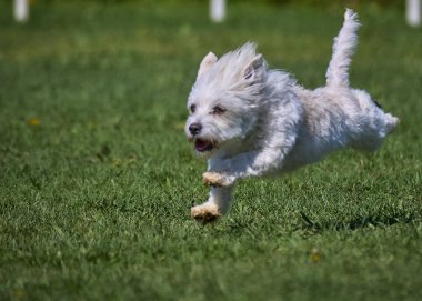 Bahçedeki çimlerin üzerinde koşan sevimli köpek.