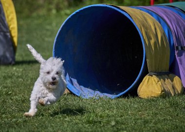 Çeviklik parkında zıplayan sevimli köpek.