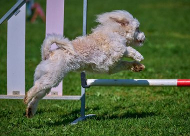 Köpek çevikliğin üzerinden atlıyor.