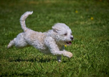 Beyaz köpek bahçede koşar, tatlım.