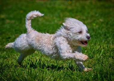 Bahçede koşan beyaz ve siyah bir köpek..