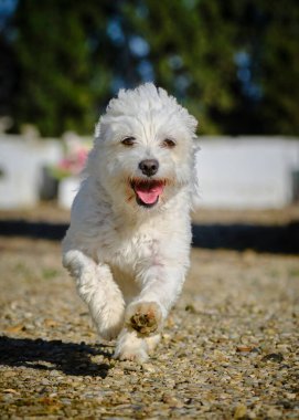 Köpek çeviklik alıştırması yapıyor. Rekabet. Spor malzemeleri.