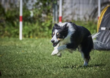 Köpek çeviklik alıştırması yapıyor. Rekabet. Spor malzemeleri.