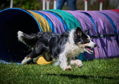Köpek çeviklik alıştırması yapıyor. Rekabet. Spor malzemeleri.