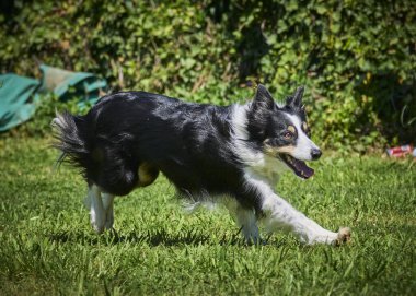Köpek çeviklik alıştırması yapıyor. Rekabet. Spor malzemeleri.