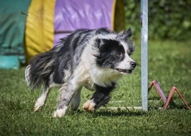 Köpek çeviklik alıştırması yapıyor. Rekabet. Spor malzemeleri.