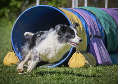 Çeviklik içinde sınır köpeği