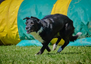 Yarışmadaki köpek, siyah ve beyaz. çeviklik
