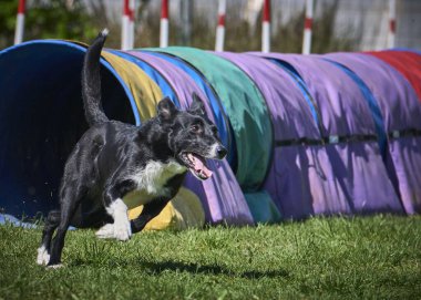 Köpek çevikçe koşuyor.
