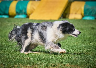 Köpek çeviklik alıştırması yapıyor. Rekabet. Spor malzemeleri.
