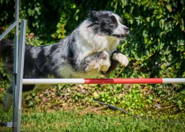 Köpek çeviklik alıştırması yapıyor. Rekabet. Spor malzemeleri.