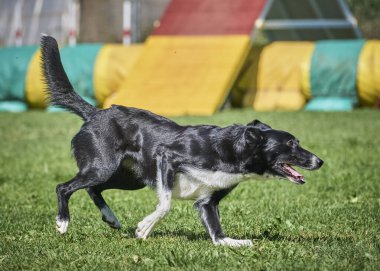 Köpek çeviklik alıştırması yapıyor. Rekabet. Spor malzemeleri.