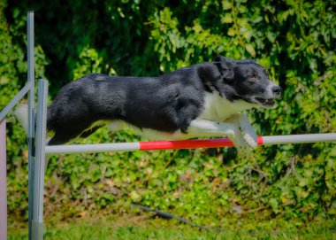 Çeviklik içinde zıplayan çoban köpeği.
