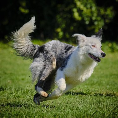 Köpek çimenlerde koşar.