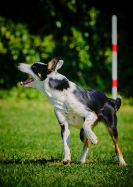Köpek çeviklik alıştırması yapıyor. Rekabet. Spor malzemeleri.