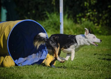 Köpek çeviklik alıştırması yapıyor. Rekabet. Spor malzemeleri.