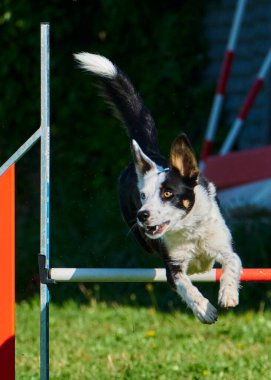 Köpek çeviklik alıştırması yapıyor. Rekabet. Spor malzemeleri.